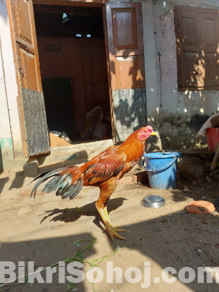 ১ টি সরালী মোরগ বিক্রি হবে